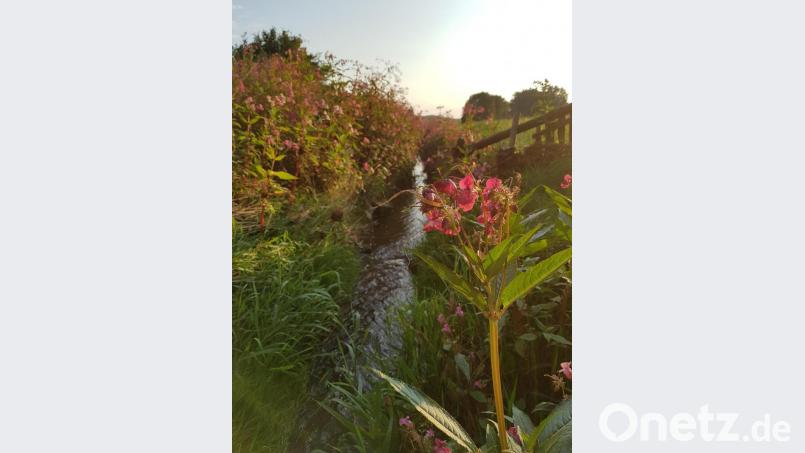 An der Lerau in Vohenstrauß hat sich das Indische Springkraut rasant vermehrt und säumt den Bachlauf flächendeckend. Bild: ck