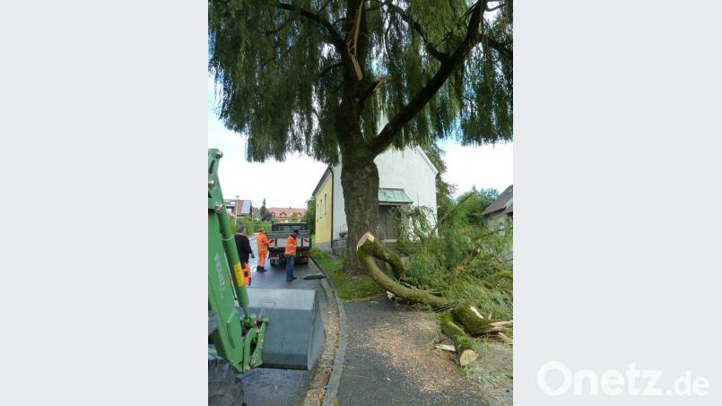 Vor knapp einem Jahr: Sturmtief Fabienne brachte die mächtige Weide am 23. September 2018 zu Fall. Nachdem kräftige Äste abgesplittert waren, musste der Bauhof den Baum fällen. Bild: Portner
