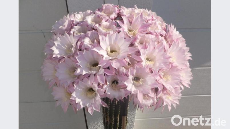 Normalerweise ganz unscheinbar, dann plötzlich mit rund 50 Blüten eine echte Pracht: Die &quot;Königin der Nacht&quot; von Erich Kelsch in Hahnbach. Bild: ibj