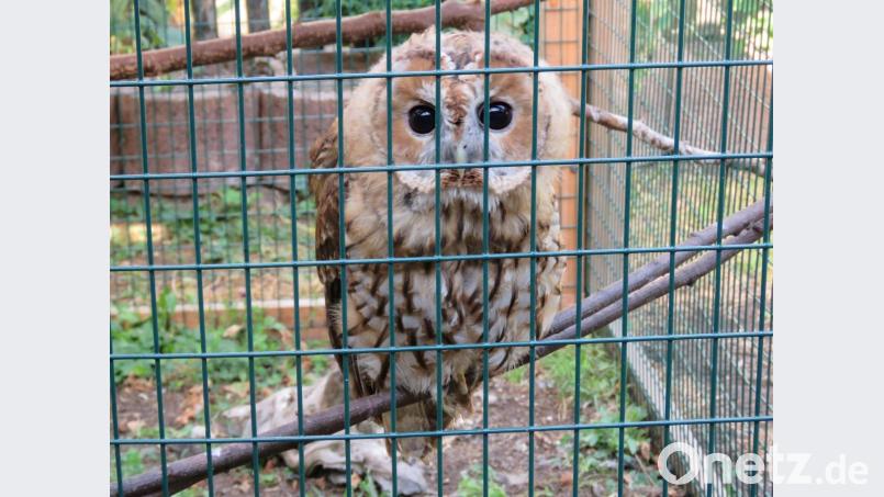 Auch ein Waldkauz wurde bei Dieter Brandl abgegeben. Jetzt ist das damalige „Baby“ groß und kann bald wieder in den Wald. Bild: ubb