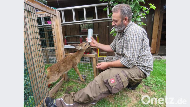 Dieter Brandl hat auch immer wieder einmal ein Rehkitz bei sich, das auf einem Feld verwaist vorgefunden wird. Das füttert er dann mit spezieller Rehkitz-Milch, die er über den Handel extra bezieht. Bild: ubb