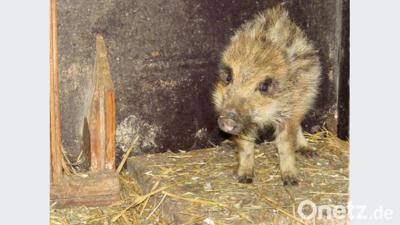 Das kleine Wildschwein hat im Babyalter den Anschluss an seine Familie verloren. Ein Jäger hat es Dieter Brandl vorbeigebracht. Er behält es, bis es groß genug für das Abenteuer „Wildnis“ ist. Bild: ubb