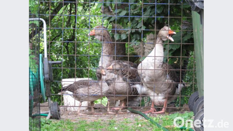 Die Graugänse stammen aus Holland und dürfen bei Dieter Brandl bleiben. Bild: ubb