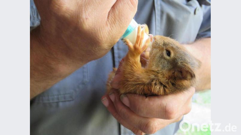 Das Eichkätzchen bekommt Milch mit der Flasche. Dieter Brandl warnt davor, die kleinen, possierlichen Tierchen einfach mitzunehmen, sollten sie auf dem Wanderweg zufällig entdeckt werden. Meist seien die Eltern in der Nähe. Bild: ubb