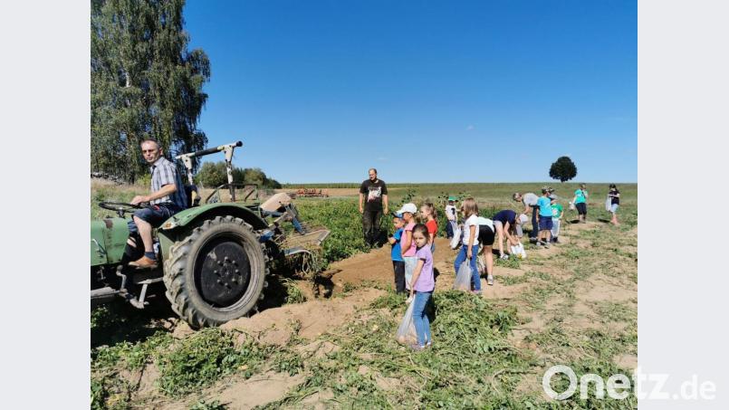 Landwirt Josef Rupprecht brachte die Kartoffel mit seinem Bulldog zum Vorschein, Thomas Kleber sorgte für die Sicherheit und die Kinder füllten ihre Tüten mit Kartoffeln. Bild: gz