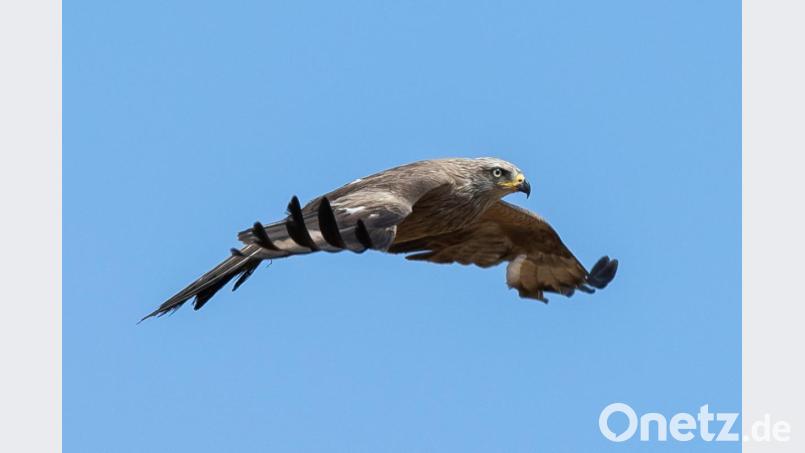 Ein Mäusebussard fliegt über ein Feld. Bild: Silas Stein