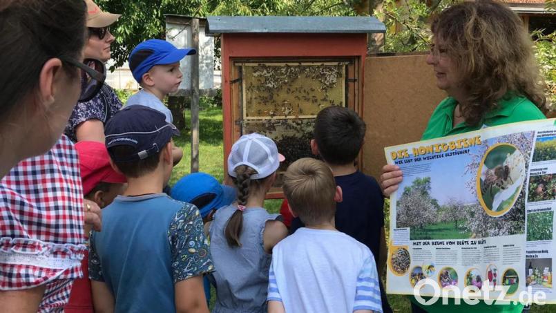 Die Kinder gewinnen interessante Einblick in das Leben im Bienenstock. Bild: stn