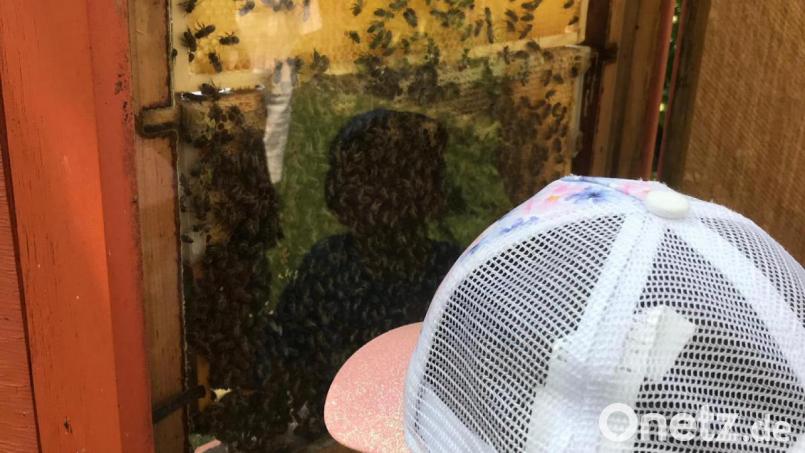 Die Kinder gewinnen interessante Einblick in das Leben im Bienenstock. Bild: stn