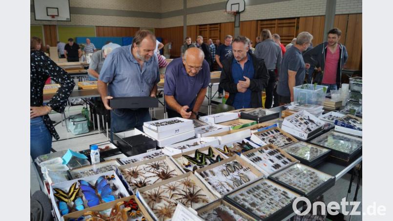 Hoch her ging es am Sonntag bei der größten Insektenbörse Bayerns in der Schirmitzer Mehrzweckhalle. 60 Entomologen aus acht europäischen Ländern nutzten die fachbezogene Ausstellung zu Tausch und Kauf. Bild: du