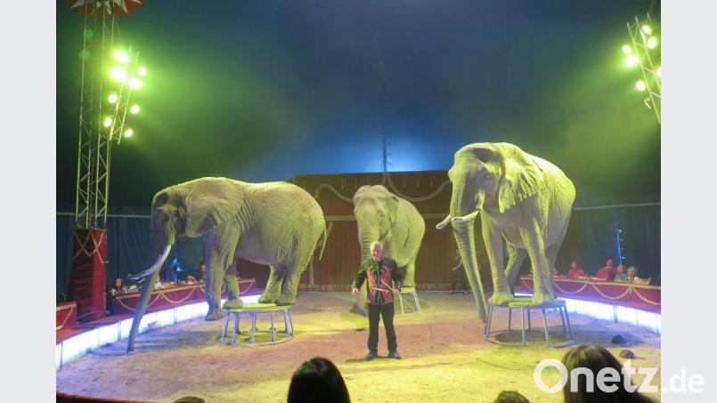 Zirkusdirektor Hardy Weisheit und seine drei Elefanten. Bild: jzk