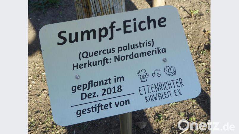 Die Erinnerungsplakette vor dem neuen Baum Bild: fsb