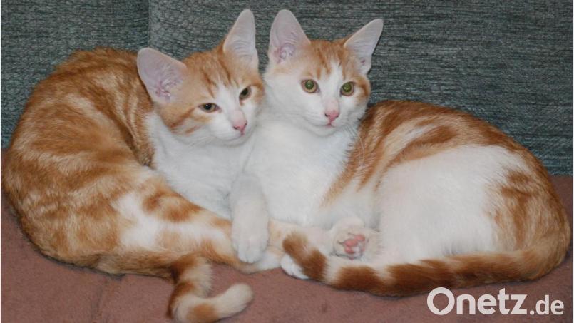 Felix und Edi sind zwei ehemalige Fundtiere, die nach einem Aufenthalt im Tierheim Amberg ein Zuhause in Aschach gefunden haben. Bild: sche