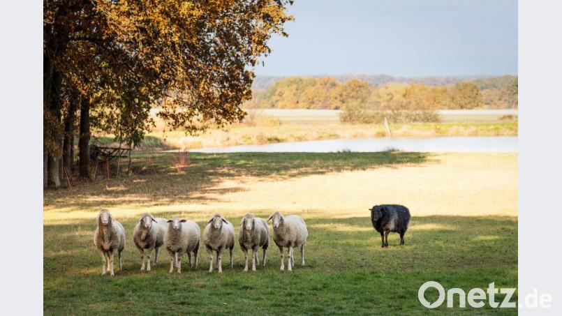 Erlauben Sie sich ruhig mal, das schwarze Schaf in der Herde zu sein. Bild:  hykoe – stock.adobe.com