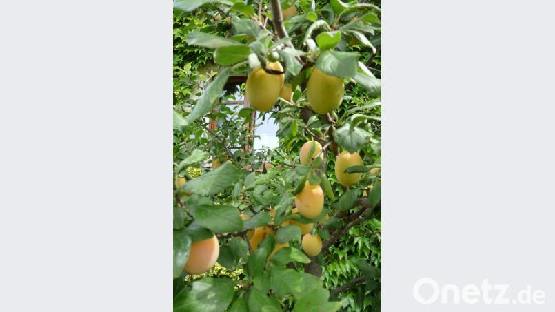 Obst-Experiment: Die Mirakose (Kreuzung aus Mirabelle und Aprikose) erfreut heuer mit vielen köstlichen Früchten. Bild: rlö