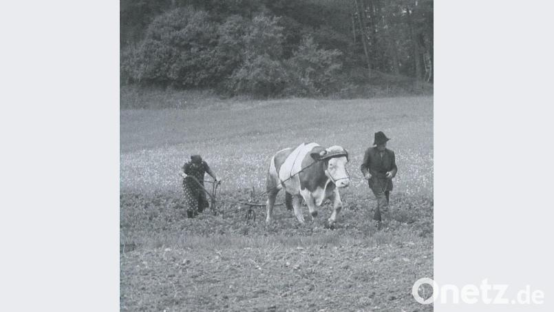 Das Weg- und Zuackern mit dem Häufelpflug wurde mit einem Zugtier allein bewältigt. Damit wurde zugleich viel Unkraut vernichtet. Das Foto stammt aus dem „Eisengau“ Nr. 24/2005 „Bevor der Bulldog kam – vom Leben in einem Oberpfälzer Dorf“ von Karl Regler aus Edelsfeld. Bild:  Ernst Pickel/Archiv: Josef Schmaußer