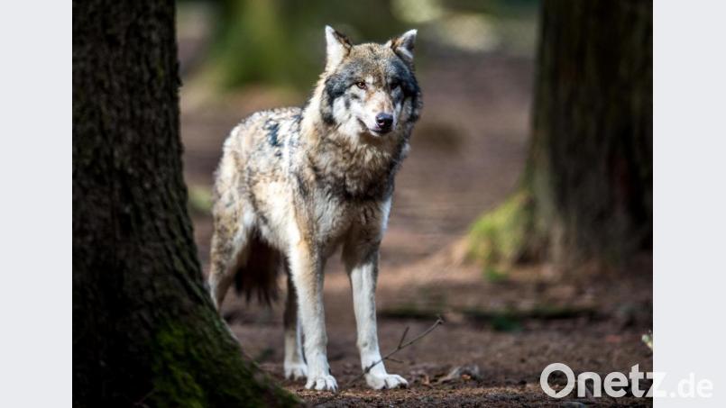 Ein Wolf steht in einem Wildpark in seinem Gehege. Symbolbild: Alexander Heinl/dpa
