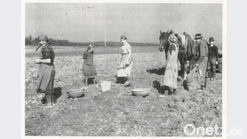 Die Wirtsfamilie Kleindienst (heute Donhauser) aus Haag um 1932 beim „Erdöpflgroom“ auf der „Köferinger Hoi“ (Heide), in der Nähe des Haager Viadukts. Bild:  Familie Donhauser – Archiv: Josef Schmaußer