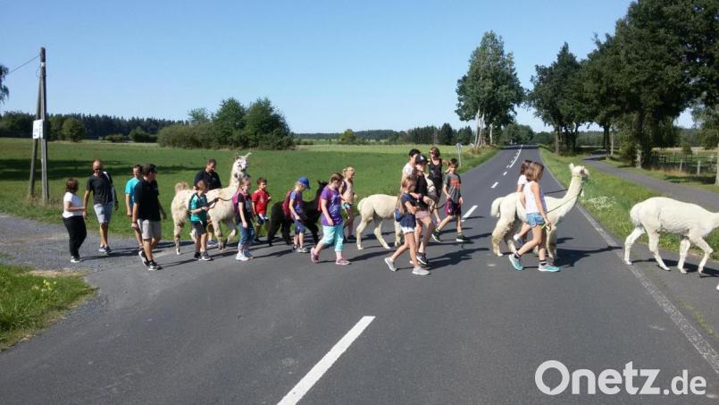 Beim Überqueren der Straße passen die Kinder auf ihre Lamas auf. Bild: fz