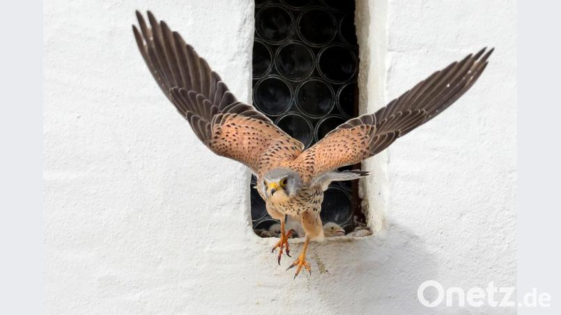 Ein Turmfalke verlässt sein Nest. Thomas Warnack/Archivbild Bild: Thomas Warnack