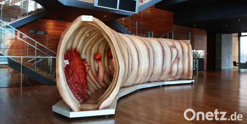 Das 2,05 Meter hohe, begehbare Modell am Stand des Ärzteverbunds Oberpfalz Mitte (ÄVOM) zeigt einen überdimensionalen Darmausschnitt. Es informiert anschaulich über den anatomischen Aufbau des Organs und seine Erkrankungen. Bild: www.organmodelle.de/exb