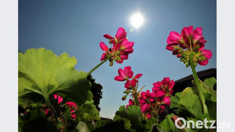 Blühende Geranien. Symbolbild: Jan-Philipp Strobel/dpa