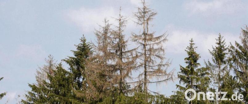 Die Hitze und der Borkenkäfer machen dem Wald – wie hier bei Altenparkstein im Kreis Neustadt/WN – schwer zu schaffen. Bild:  Gabi Schönberger