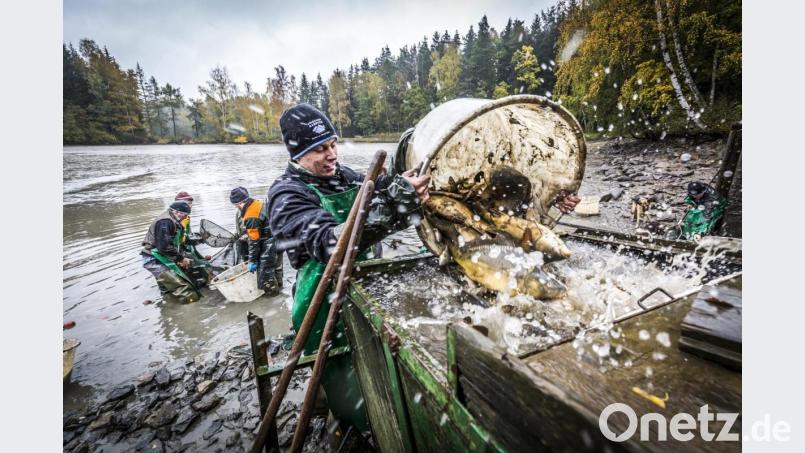 In der Oberpfalz beginnt in diesen Tagen die neue Karpfen-Saison. &quot;Die Erlebniswochen Fisch&quot; rücken die schmackhafte Delikatesse in den Mittelpunkt. Bild: Tourismuszentrum Oberpfälzer Wald