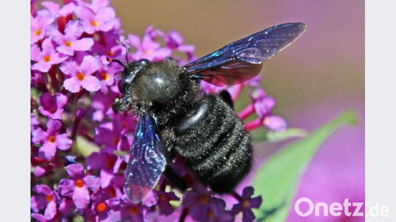 Holzbiene Bild: Heimler/exb