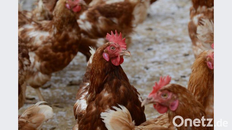 Ein Internetanschluss &quot;für jede Henne&quot;, habe man nun mit dem neuen Anschluss für den Rastenhof geschafft. Bild: exb