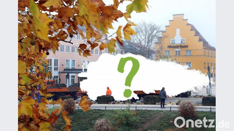 Wie werden sie wohl aussehen, die Amberger Weihnachtsbäume? Die Stadt macht sich schon jetzt auf die Suche. Bild: Wolfgang Steinbacher