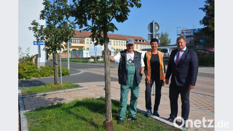 Auf dem Parkplatz vor der Grundschule wurden schon vor Jahren fünf Ungarische Eichen gepflanzt, die prächtig gediehen sind. Künftig setzt die Stadtgärtnerei verstärkt auf klimaresistente Baumarten. Im Bild (von links) Stadtgärtner Willi Kilian (links) und seine Mitarbeiterin Brigitte Bassek mit Zweitem Bürgermeister Stefan Grillmeier. Bild: jr