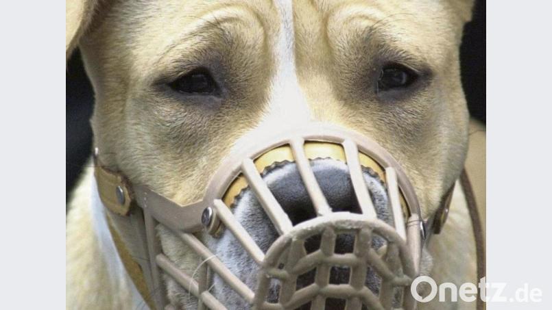 Für Listenhunde kann eine Maulkorbpflicht gelten. Für die beißenden Hunde in Rothenstadt, einer davon ein Listenhund der zweiten Kategorie, galt eine Leinenpflicht. Allerdings hatten sich die Tiere von ihrer Hundeführerin losgerissen. Symbolbild: Uwe Zucchi/dpa