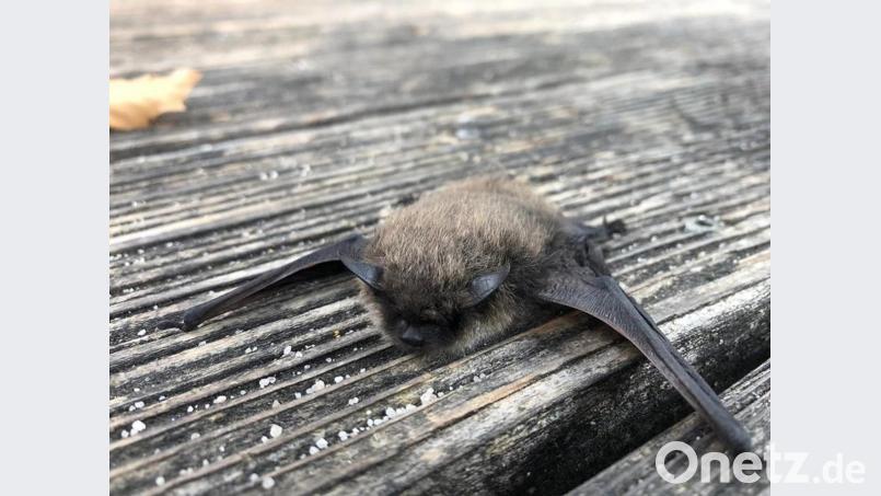 Diese Kleine Bartfledermaus kommt regelmäßig für ein Sonnenbad auf den Amberger Piratenspielplatz. Bild: Anna Hasselbach