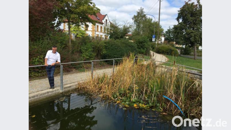Hirschaus Bürgermeister Hermann Falk am jetzt erneut gesäuberten Stadtparkteich: Innerhalb einer Woche musste dieser zweimal abgelassen werden, weil der ganze Boden mit Hundekotbeuteln übersät war. Kein Wunder, dass hier über 70 Fische verendet sind. Bild: Unger, Heike