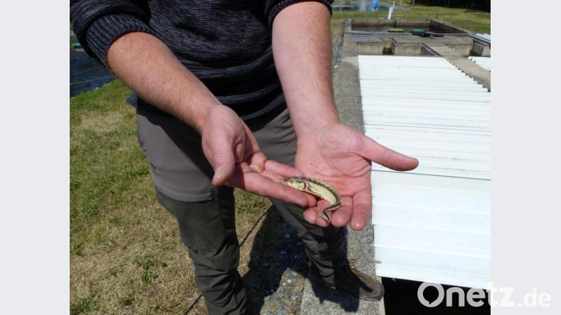 Ein kleiner Stör. Bild: cv