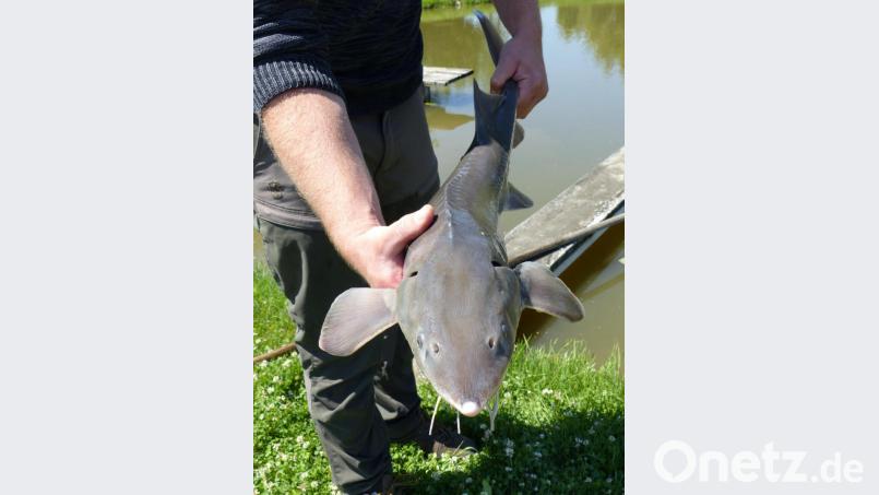 Störe haben ein langes Leben. Sie setzen erst nach acht bis zehn jJahren Rogen an. Bild: cv