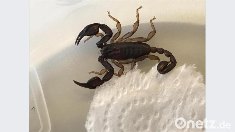 Gefunden beim Aufräumen im Keller: Ein Skorpion wurde bei der Polizei in Nabburg abgegeben Bild: Polizeiinspektion Nabburg