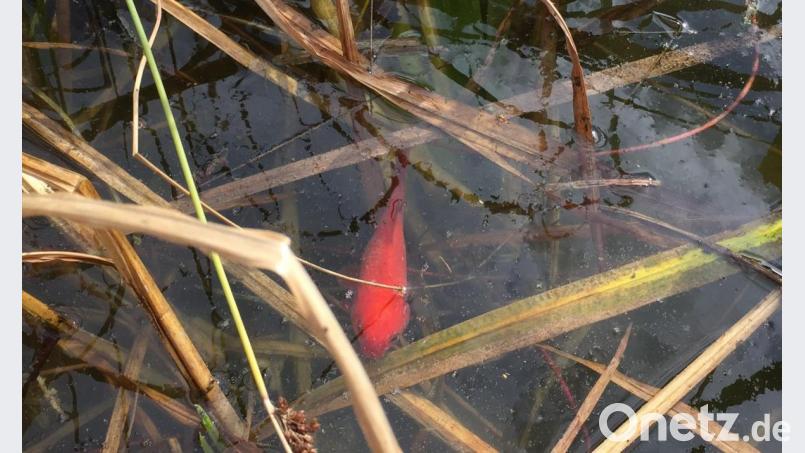 Ein paar Goldfische sind noch da. Über 70 aber haben den Umweltfrevel im Hirschauer Stadtparkteich nicht überlebt. Bild: Unger, Heike