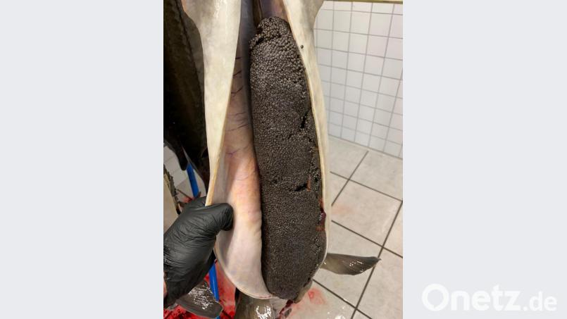 Der heiß begehrte Kaviar wird entnommen. Bild: exb