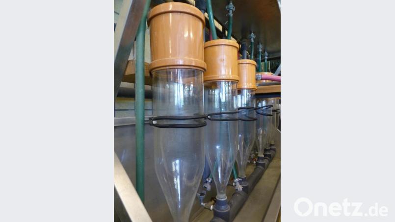 Die Reagenzgläser werden eine Woche lang mit 15 Grad kaltem Wasser durchströmt, dann kommen die Fischlarven ins Becken. Bild: cv