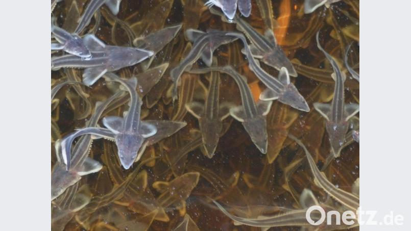 Bis Juli bleiben die Larven in der Halle unter Dach, dann geht es in die Becken. Bild: cv