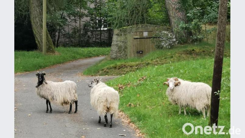 Die Schafe eroberten den Schlossberg. Bild: gz