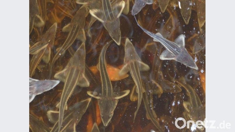 Bis Juli bleiben die Larven in der Halle unter Dach, dann geht es in die Becken. Bild: cv