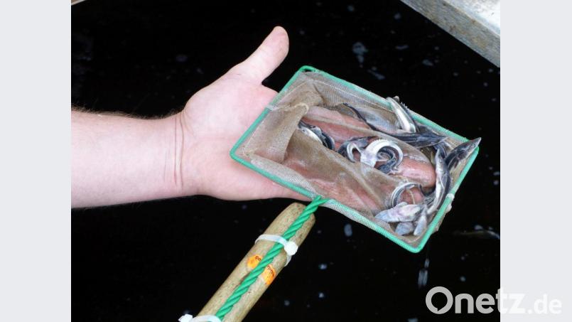 So sehen die kleinen Störe aus. Bild: cv