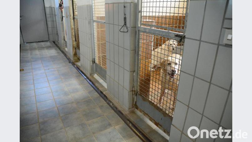 Die Stadt Weiden gibt das Projekt Tierheim-Neubau an den Tierschutzverein zurück. Auf einem benachbarten Grundstück, das bereits den Tierschützern gehört, soll der erste Bauabschnitt erstellt, danach die bestehende Einrichtung geräumt und saniert werden. Bild: Gabi Schönberger