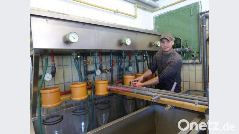 Die Reagenzgläser werden eine Woche lang mit 15 Grad kaltem Wasser durchströmt, dann kommen die Fischlarven ins Becken. Bild: cv