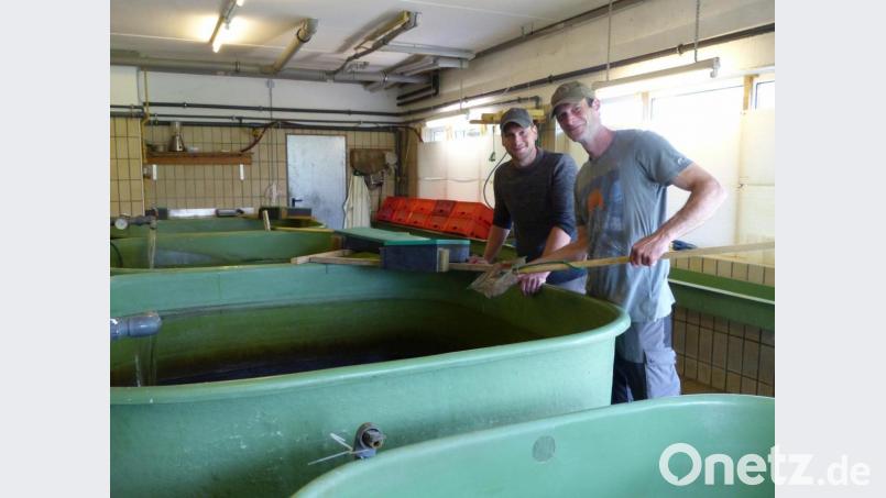 Die Fischlarven ernähren sich im Becken einige Tage aus dem eigenen Dottersack, dann füttern Michael Dobler und Paul Kummel Lebendnahrung zu. Bild: cv