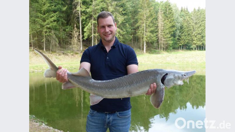 Michael Dobler züchtet Störe. Für die &quot;gewichtigen&quot; Fische in den Nabburger Teichen braucht man starke Arme. Bild: cv