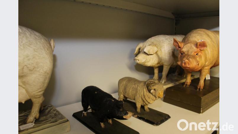 Mit solchen Modellen lernten Landwirtschaftsschüler. Bild: m