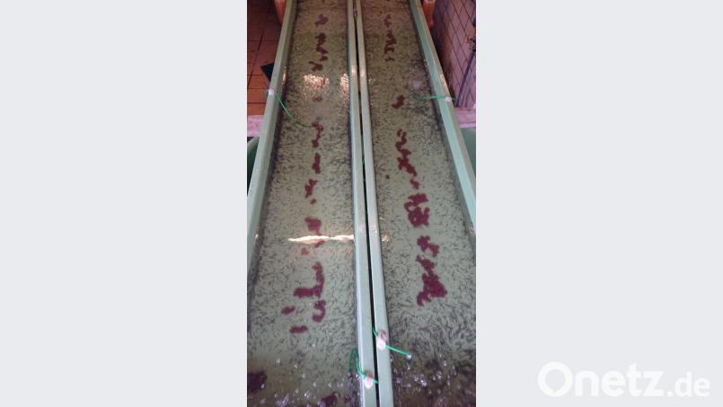 Winzige Stör-Larven. Bild: cv